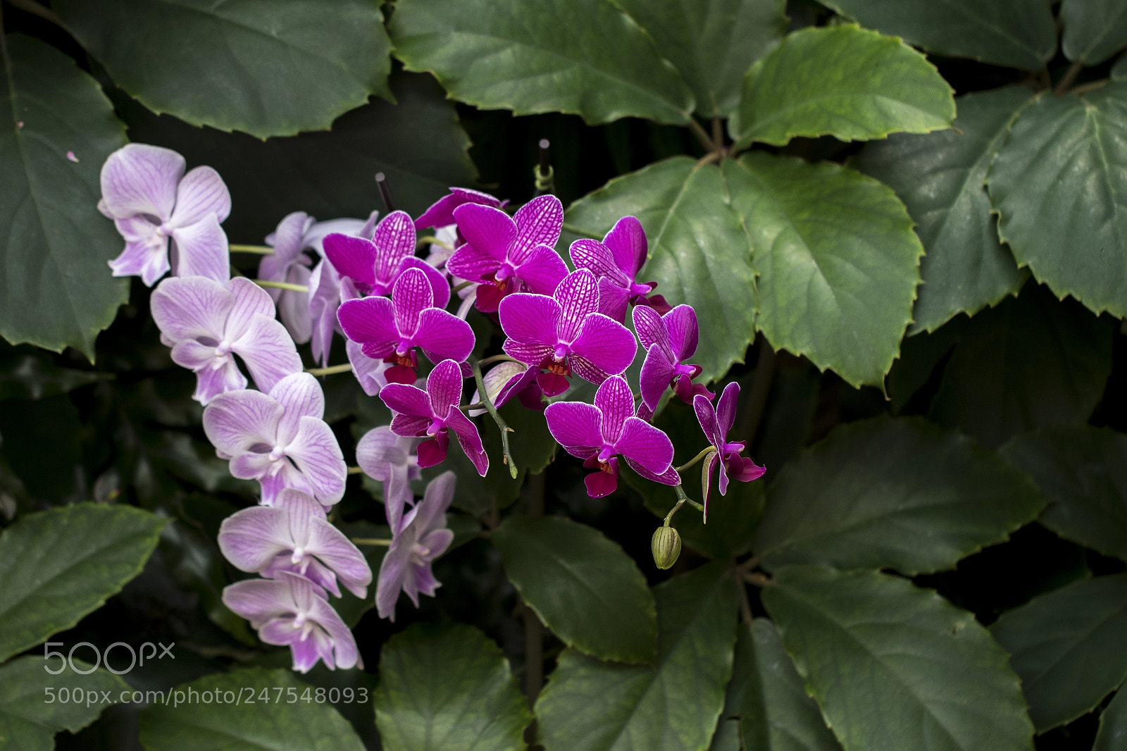 Canon EOS 7D Mark II sample photo. Denver botanic gardens photography