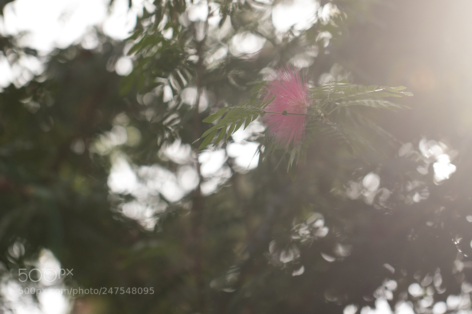 Canon EOS 7D Mark II sample photo. Denver botanic gardens photography