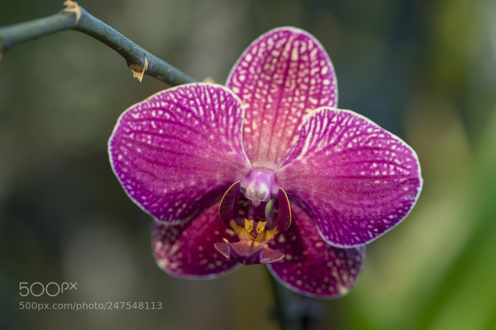 Canon EOS 7D Mark II sample photo. Denver botanic gardens photography