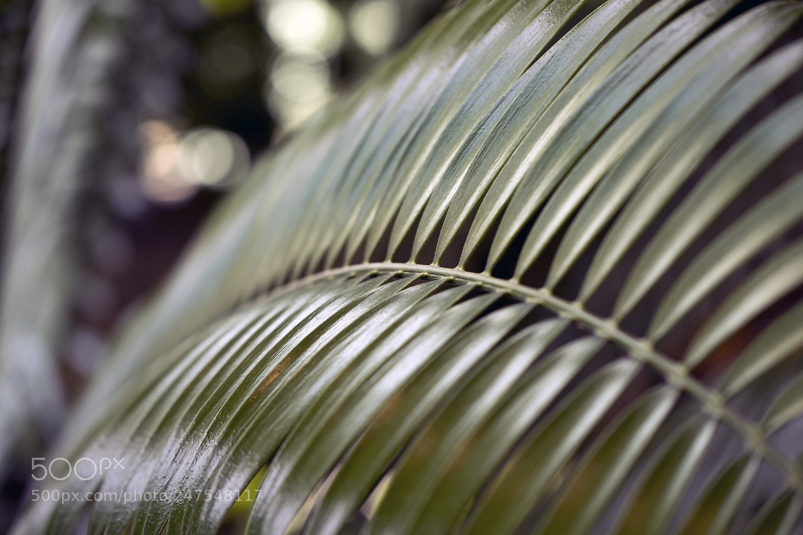 Canon EOS 7D Mark II sample photo. Denver botanic gardens photography
