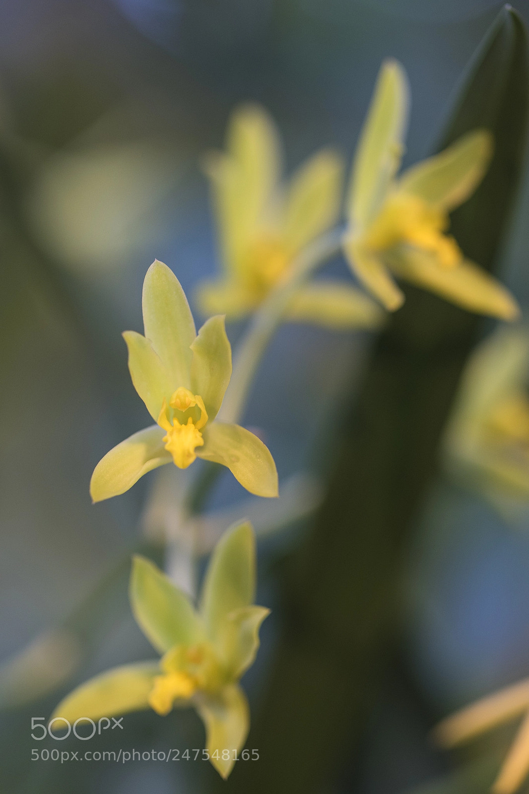 Canon EOS 7D Mark II sample photo. Denver botanic gardens photography