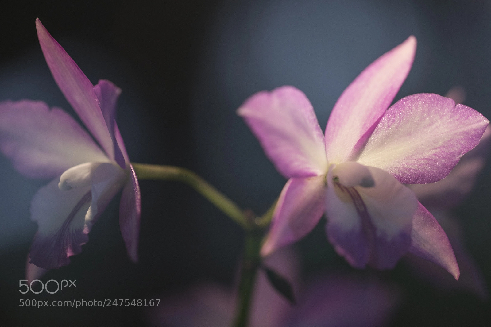 Canon EOS 7D Mark II sample photo. Denver botanic gardens photography