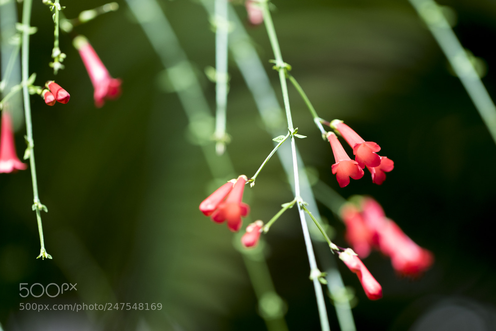 Canon EOS 7D Mark II sample photo. Denver botanic gardens photography