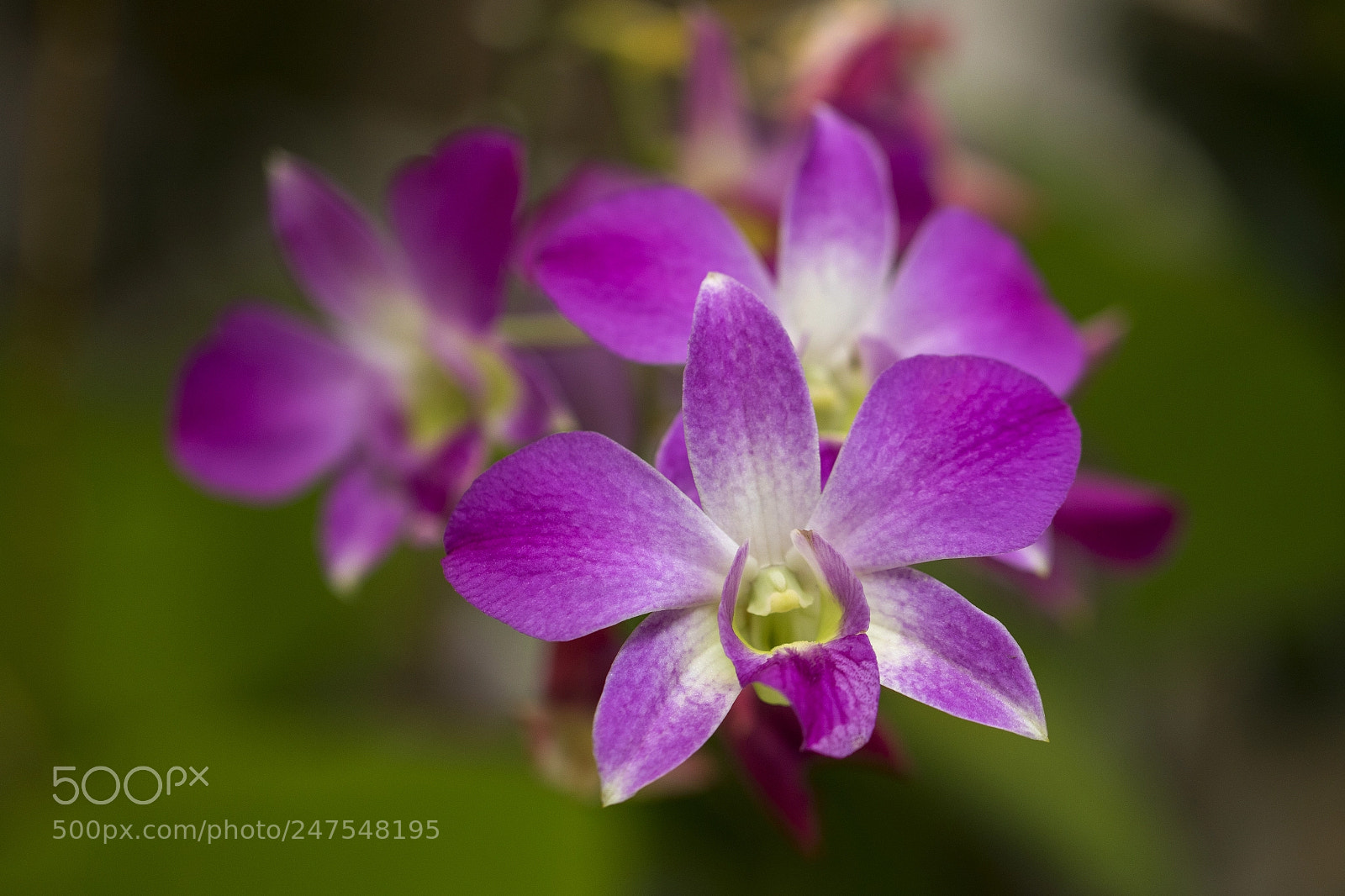 Canon EOS 7D Mark II sample photo. Denver botanic gardens photography