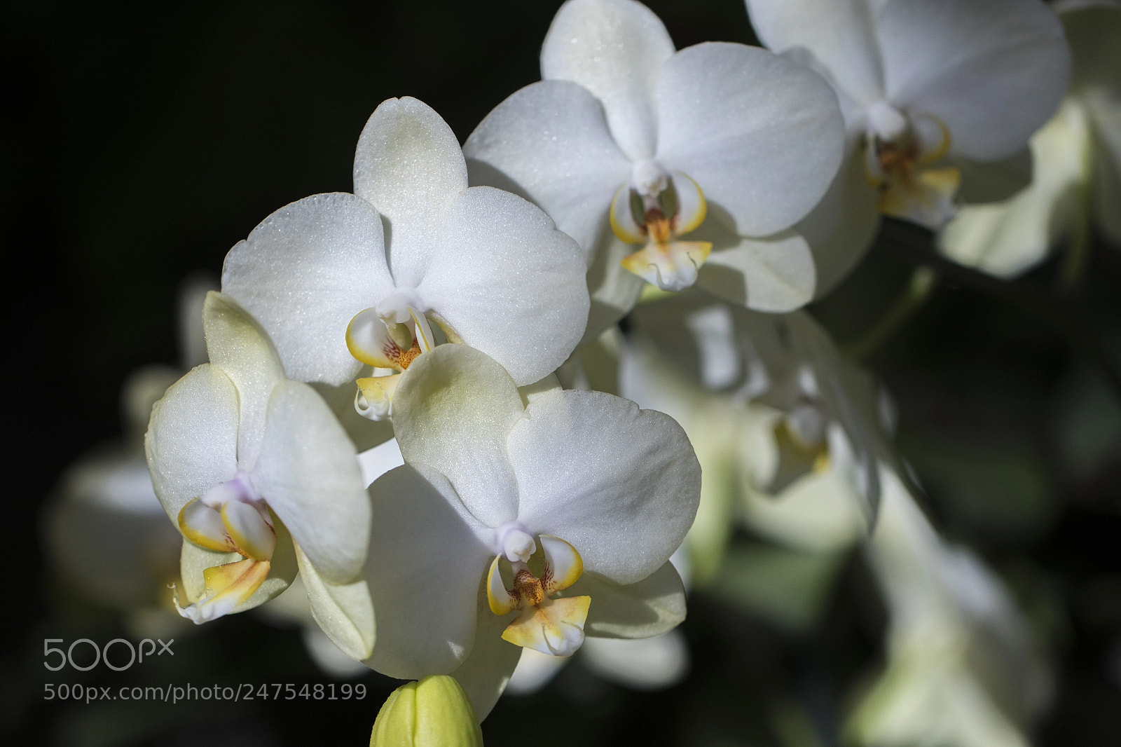 Canon EOS 7D Mark II sample photo. Denver botanic gardens photography
