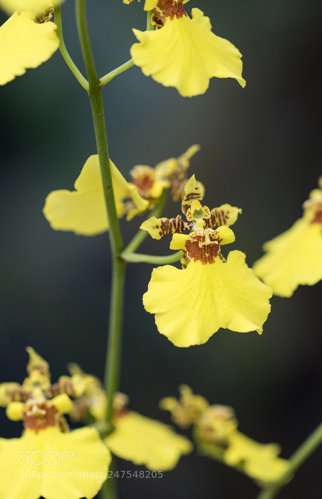 Canon EOS 7D Mark II sample photo. Denver botanic gardens photography