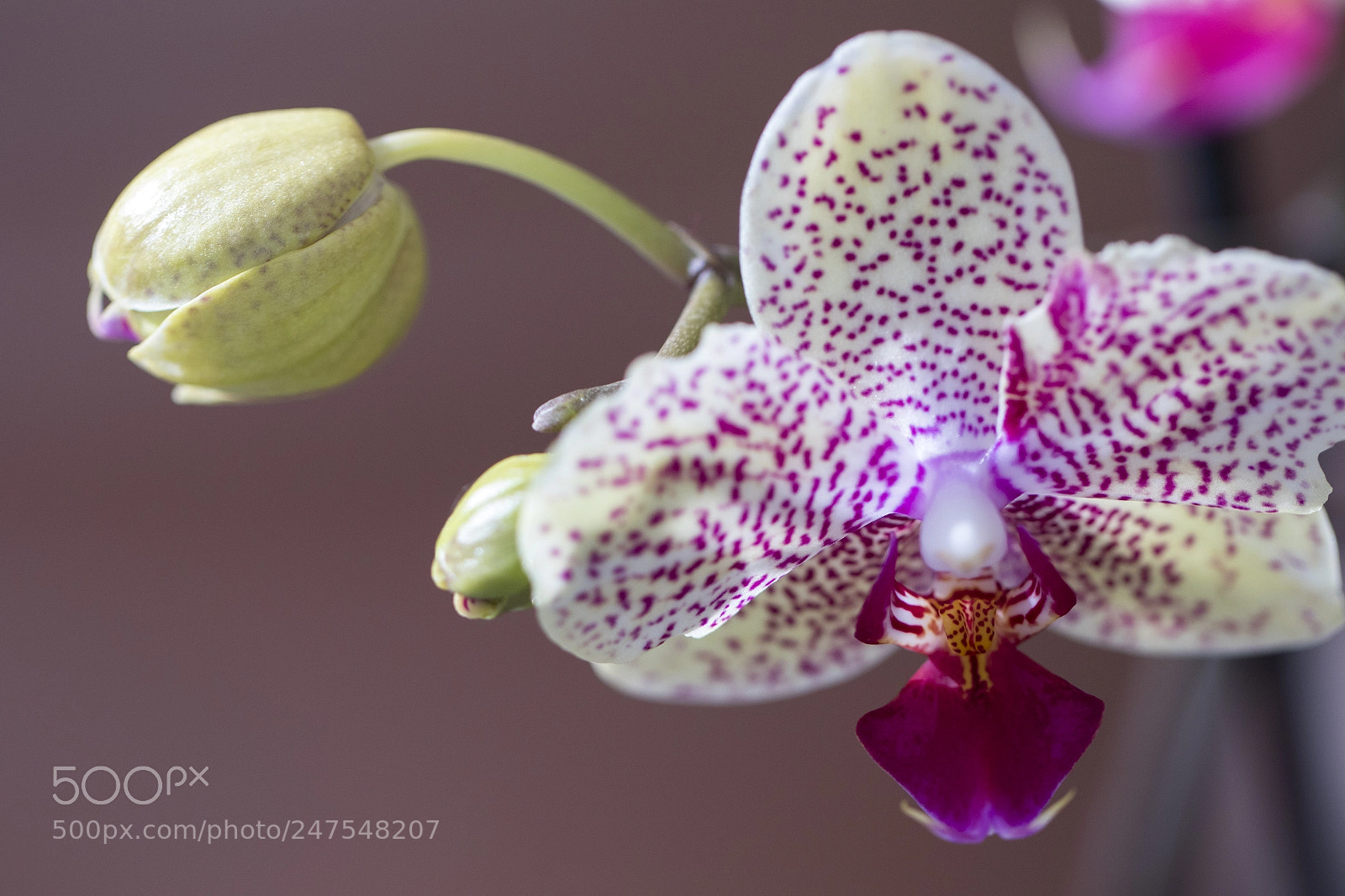 Canon EOS 7D Mark II sample photo. Denver botanic gardens photography