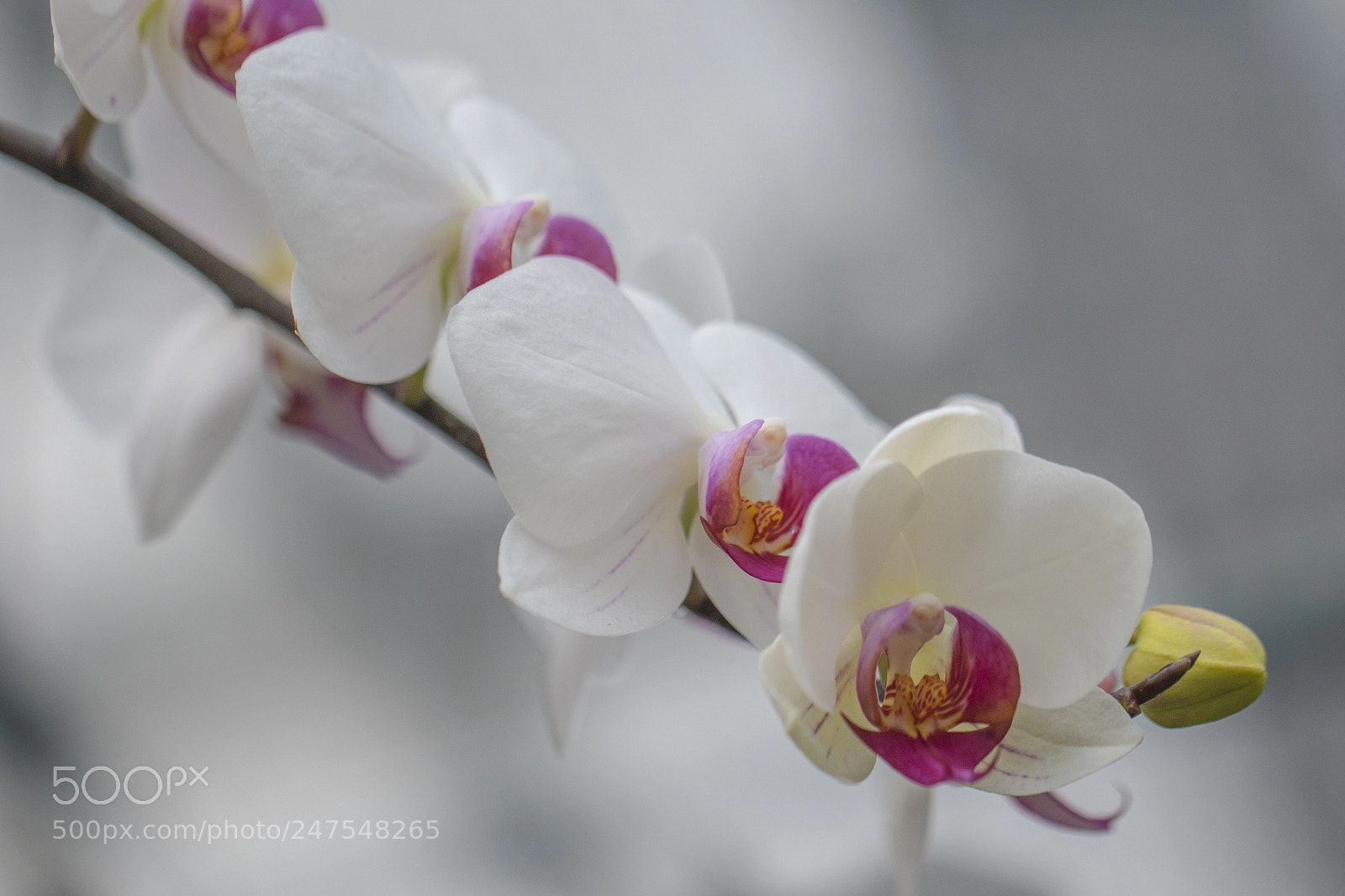 Canon EOS 7D Mark II sample photo. Denver botanic gardens photography