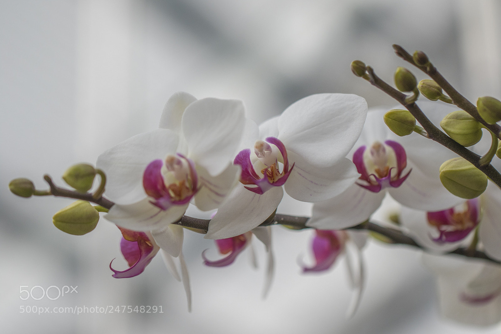 Canon EOS 7D Mark II sample photo. Denver botanic gardens photography