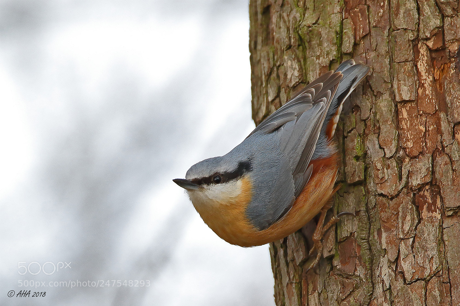 Canon EOS 7D Mark II sample photo. Eurasian nuthatch photography