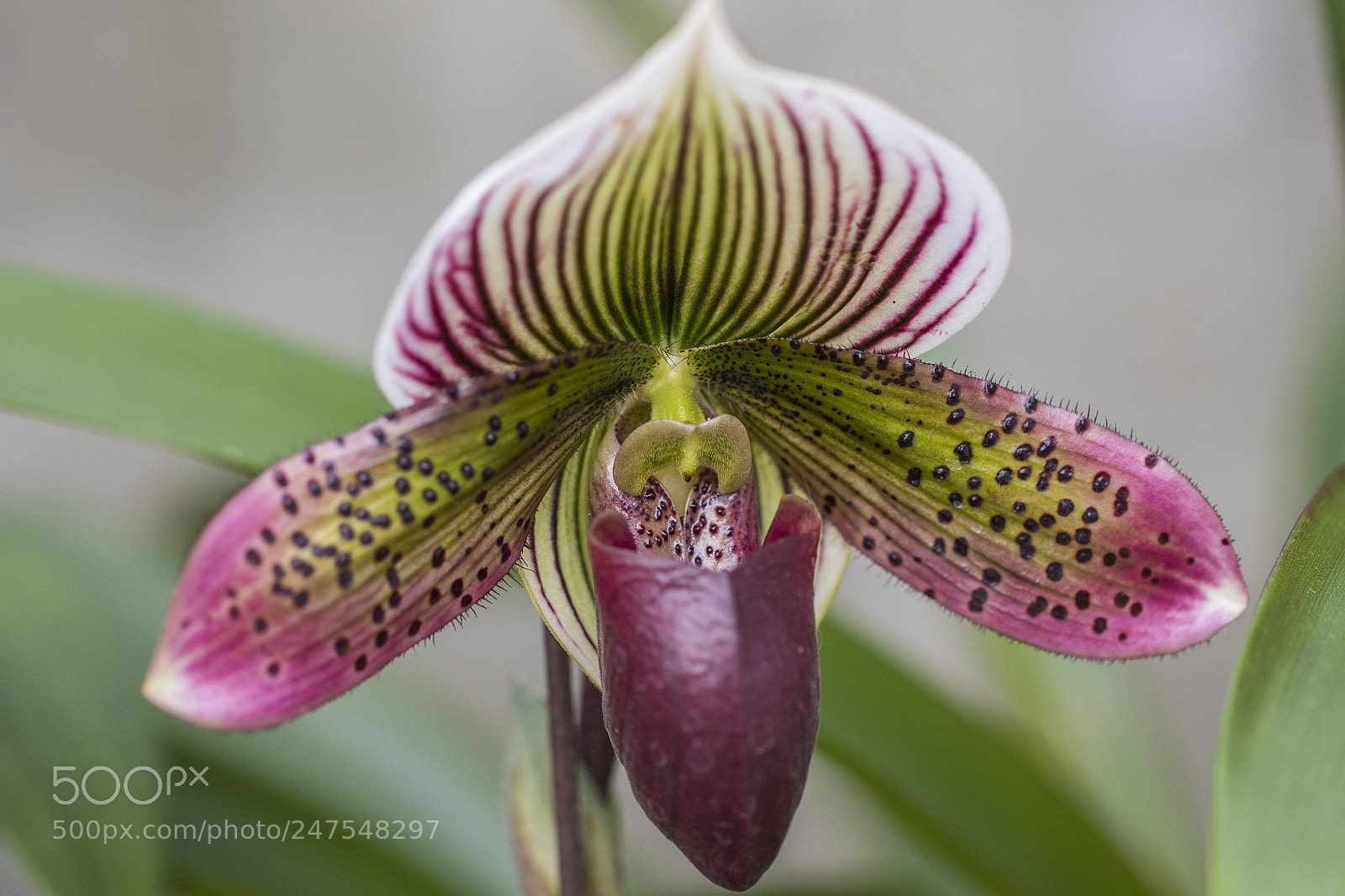 Canon EOS 7D Mark II sample photo. Denver botanic gardens photography