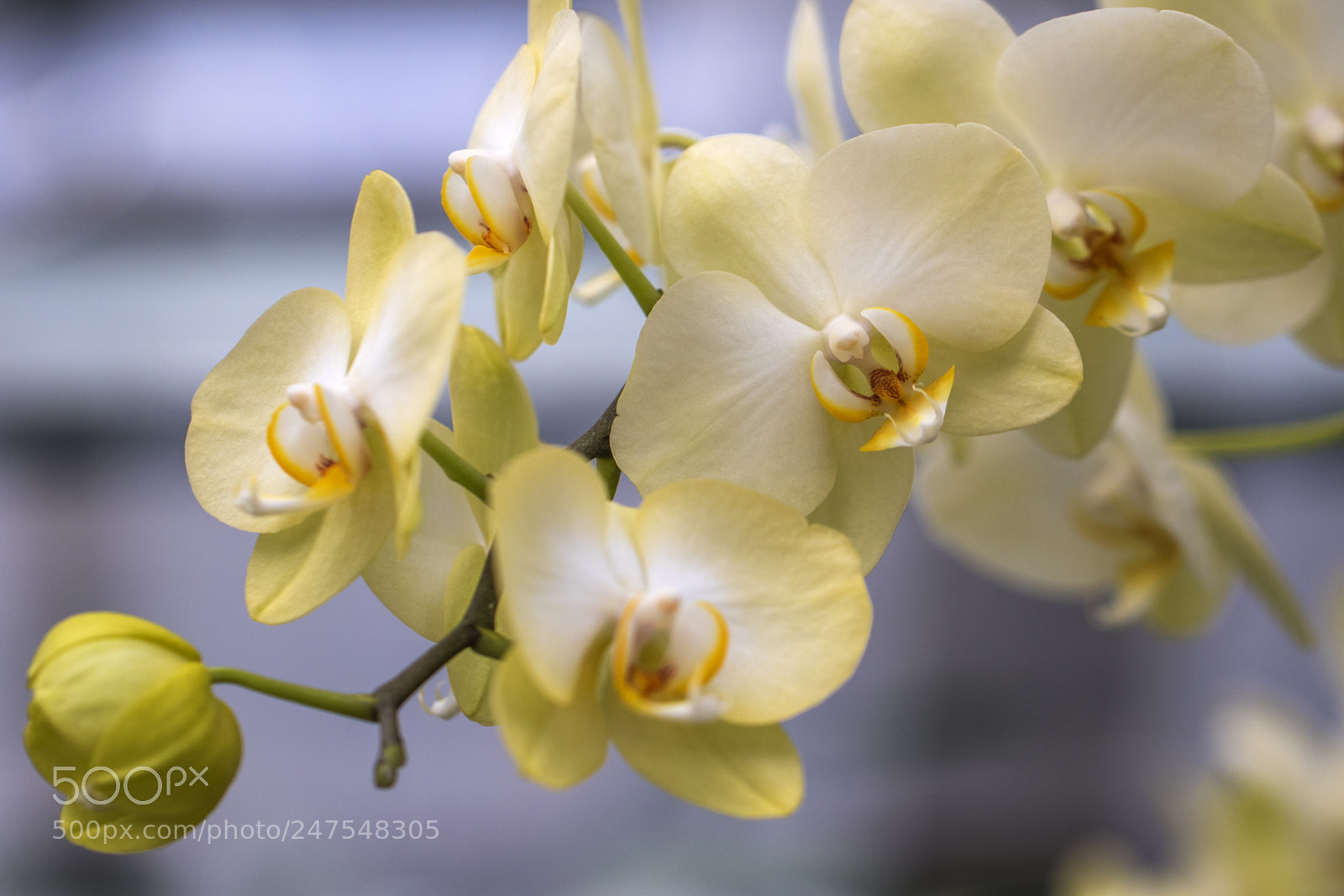 Canon EOS 7D Mark II sample photo. Denver botanic gardens photography