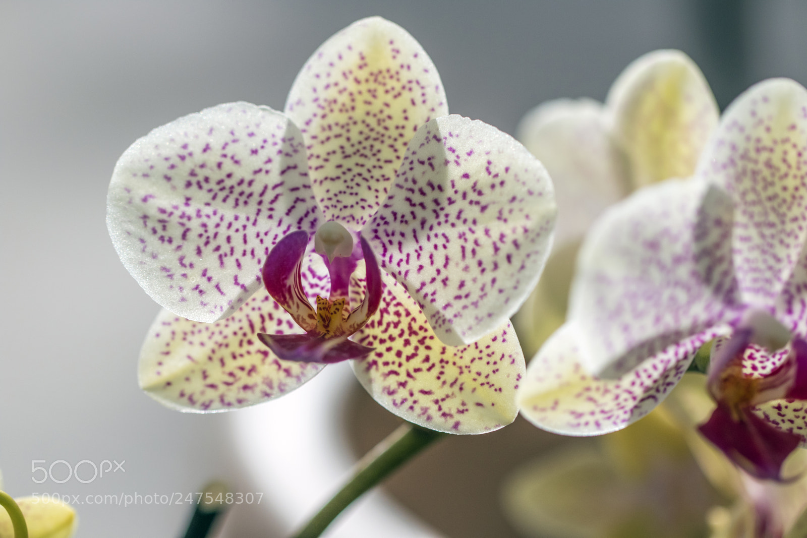 Canon EOS 7D Mark II sample photo. Denver botanic gardens photography