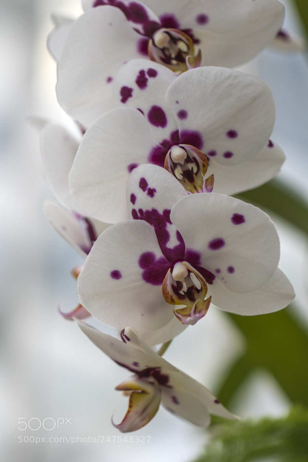 Canon EOS 7D Mark II sample photo. Denver botanic gardens photography