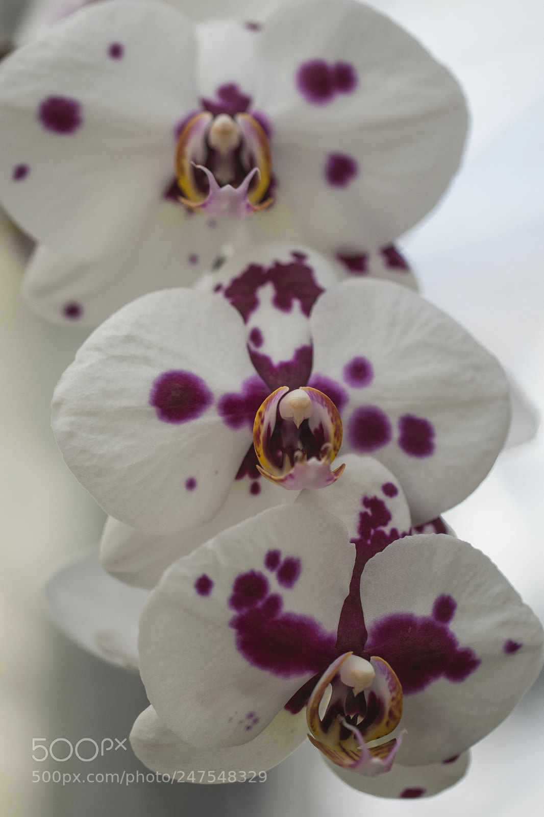 Canon EOS 7D Mark II sample photo. Denver botanic gardens photography