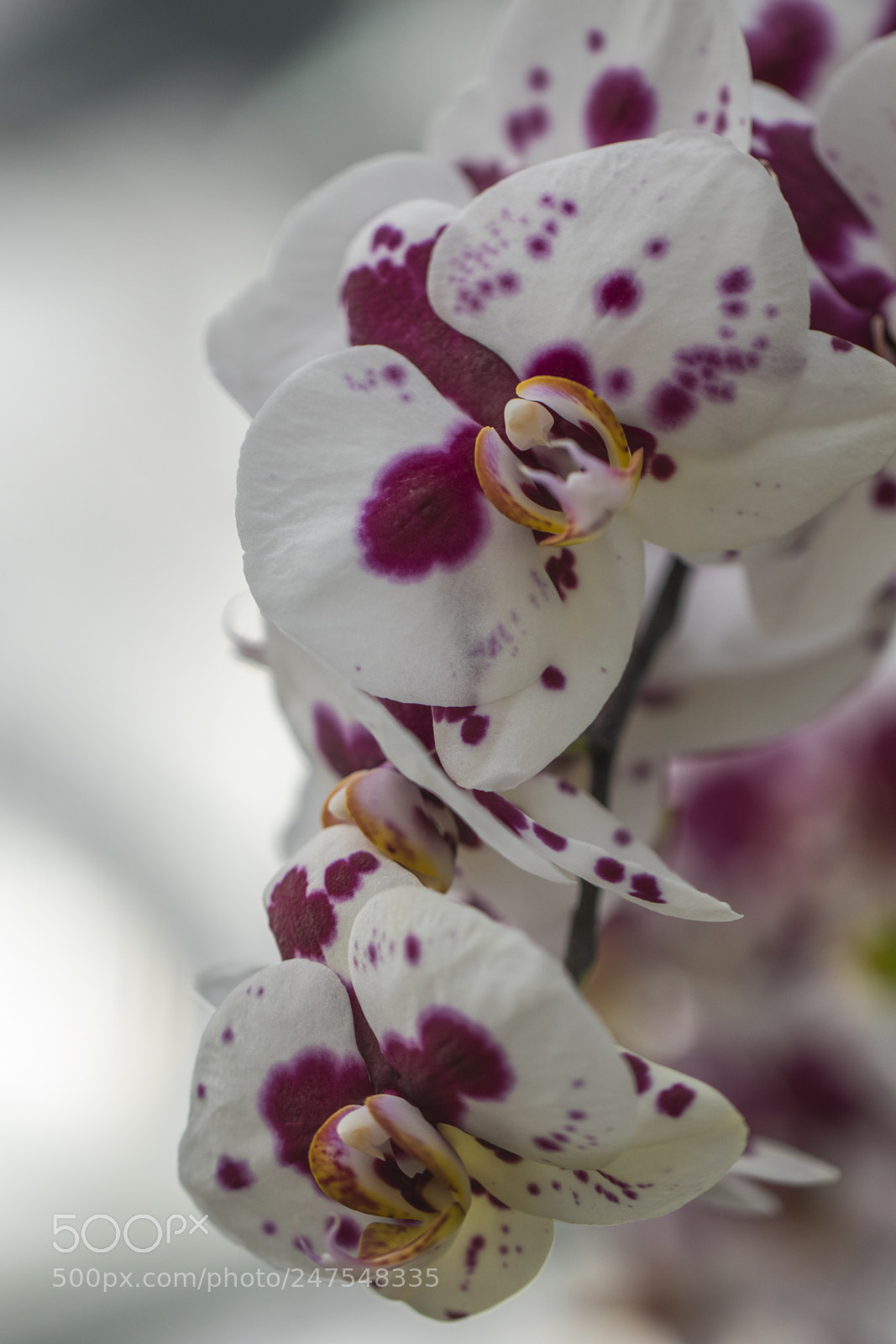 Canon EOS 7D Mark II sample photo. Denver botanic gardens photography