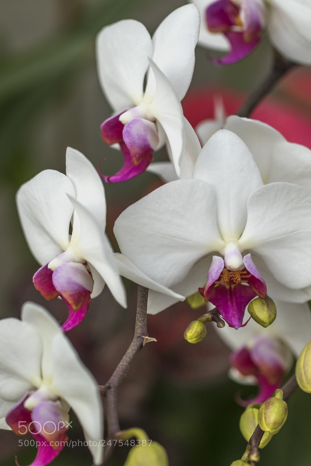 Canon EOS 7D Mark II sample photo. Denver botanic gardens photography
