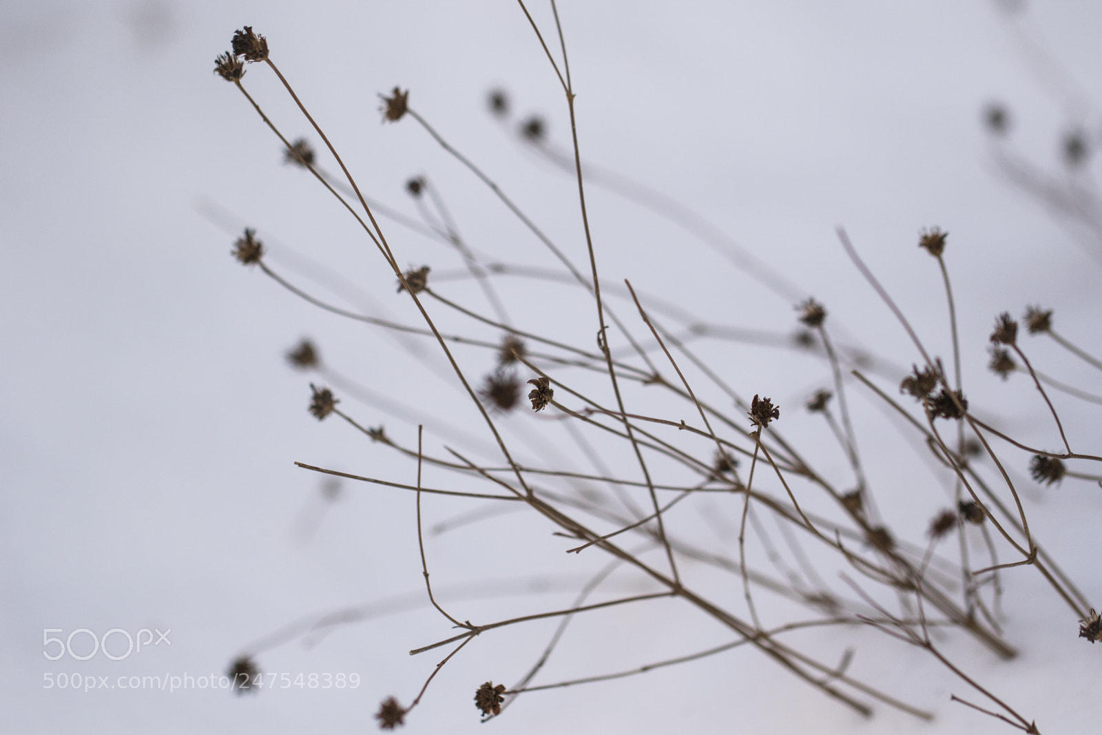 Canon EOS 7D Mark II sample photo. Denver botanic gardens photography