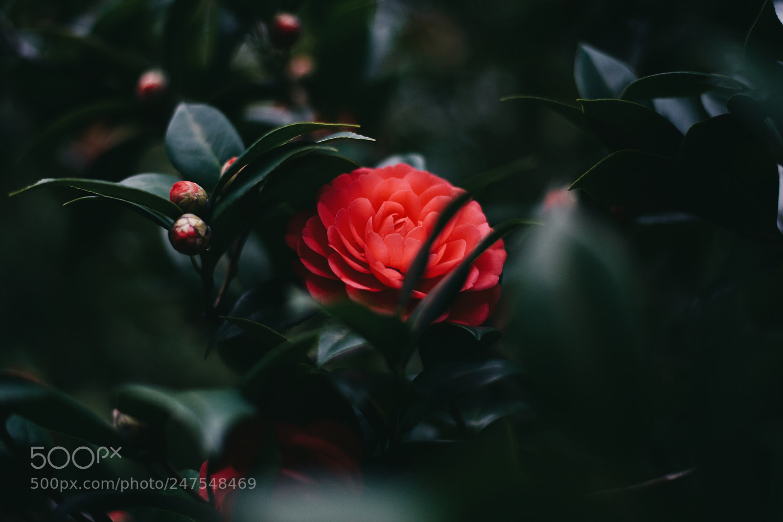 Nikon Df sample photo. Untitled photography