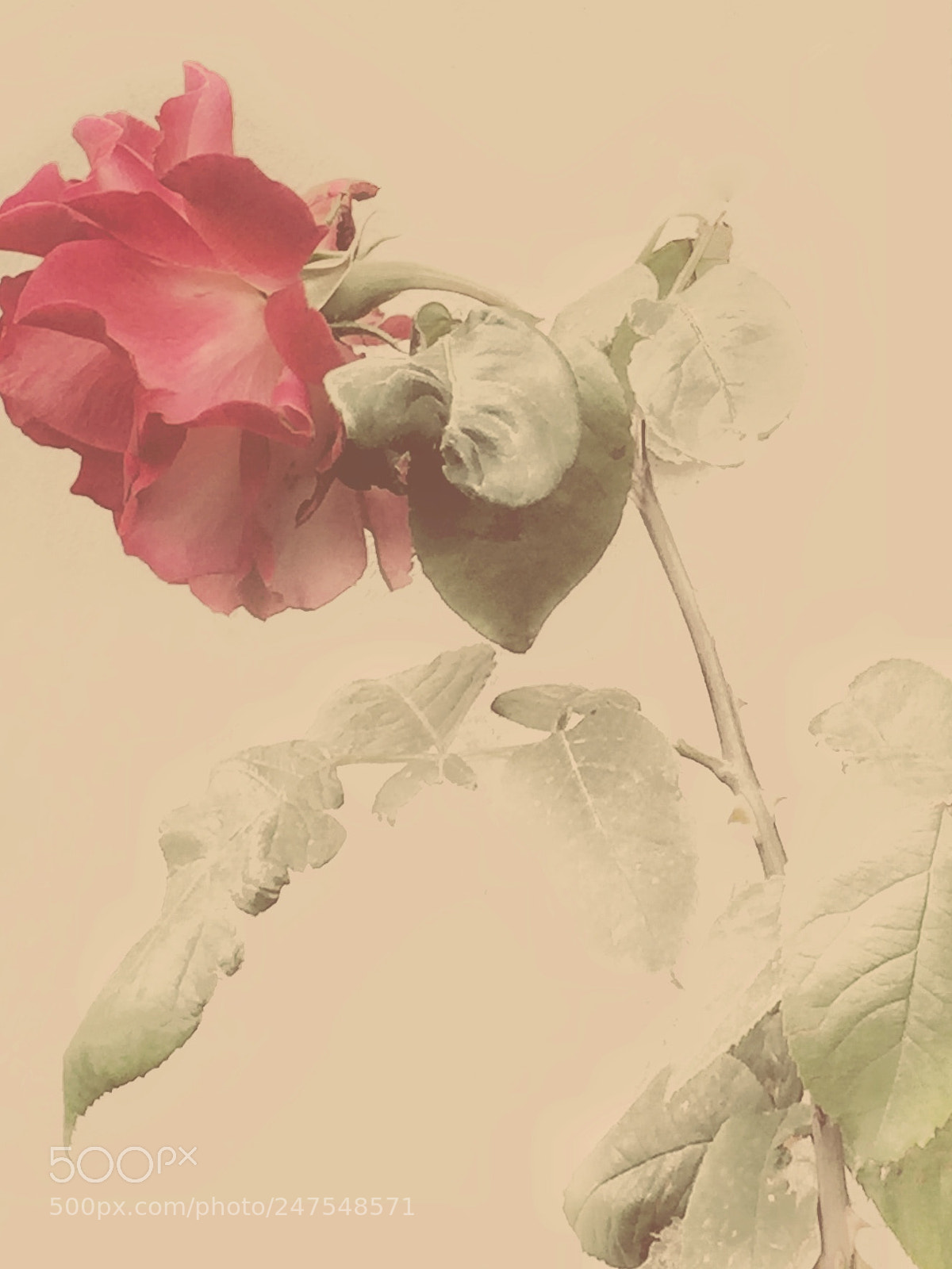 Apple iPhone 6 sample photo. Red rose - by photography