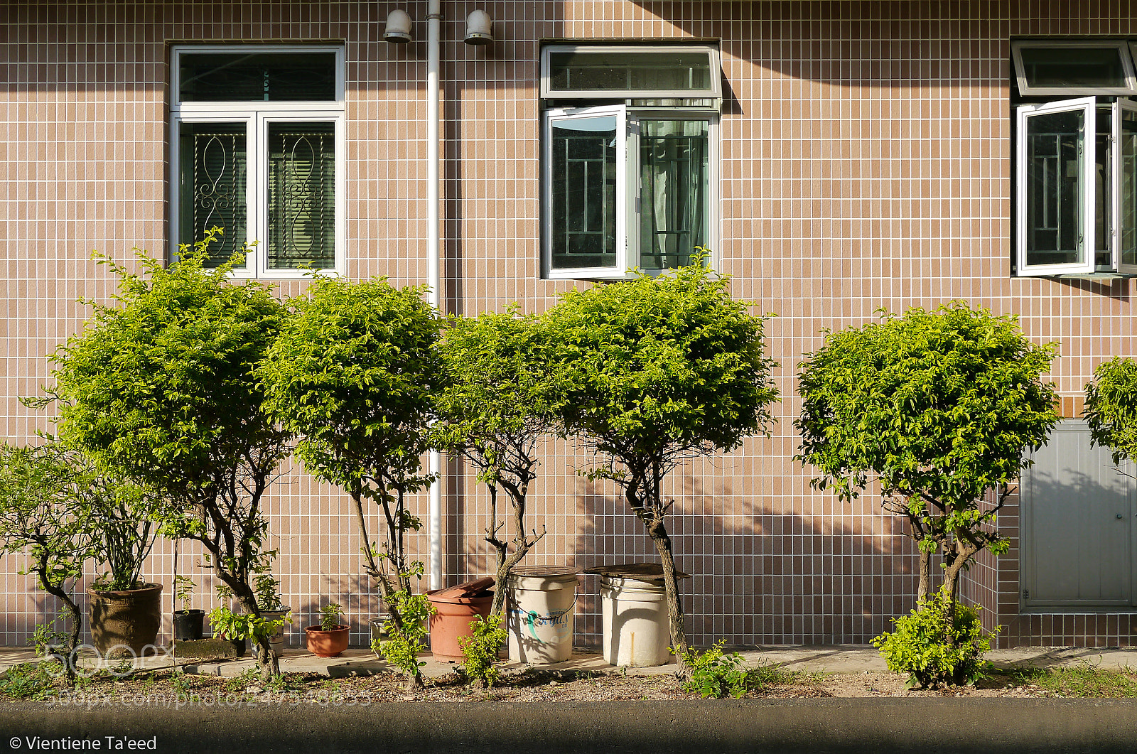 Panasonic Lumix DMC-G5 sample photo. Golden bushes photography