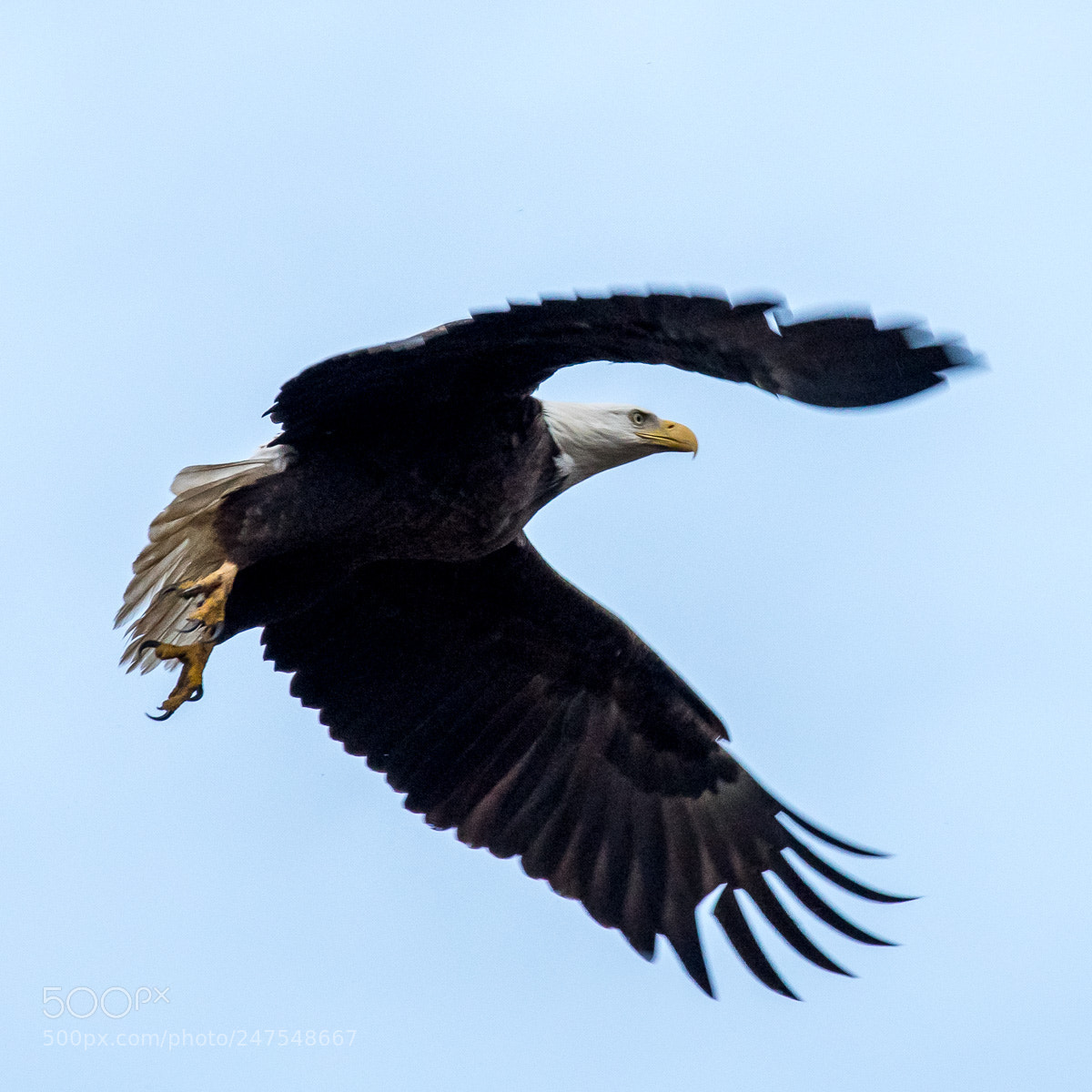 Nikon D500 sample photo. Take off!! photography