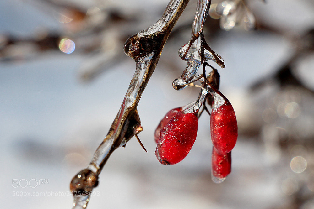 Canon EOS 700D (EOS Rebel T5i / EOS Kiss X7i) sample photo. Winter, ice, berries, frost photography