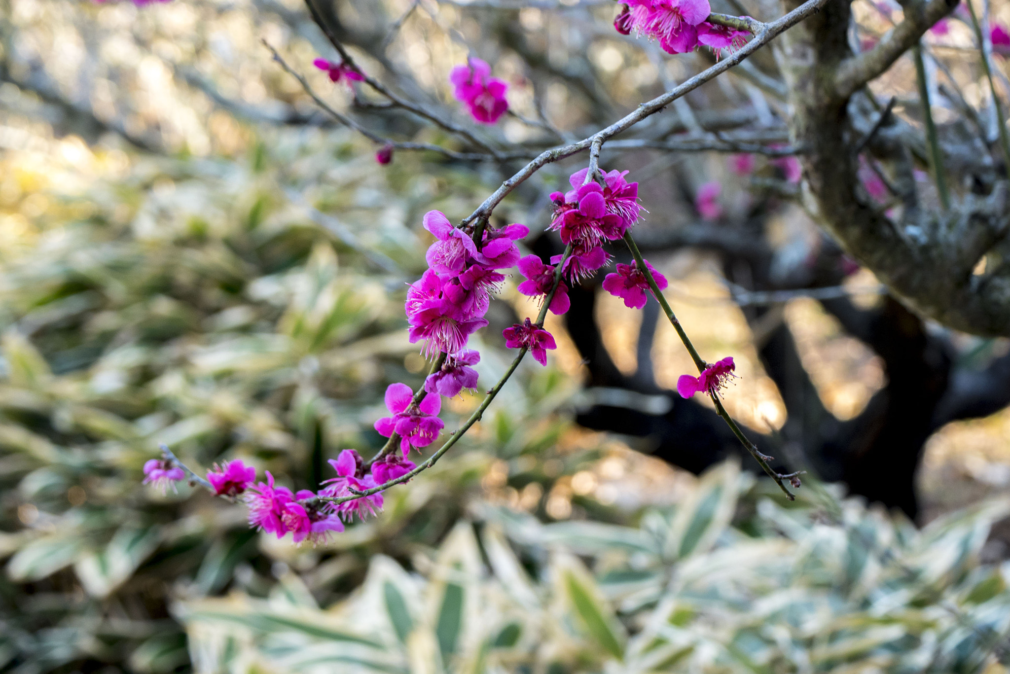Panasonic Lumix DMC-GM5 sample photo. Plum photography