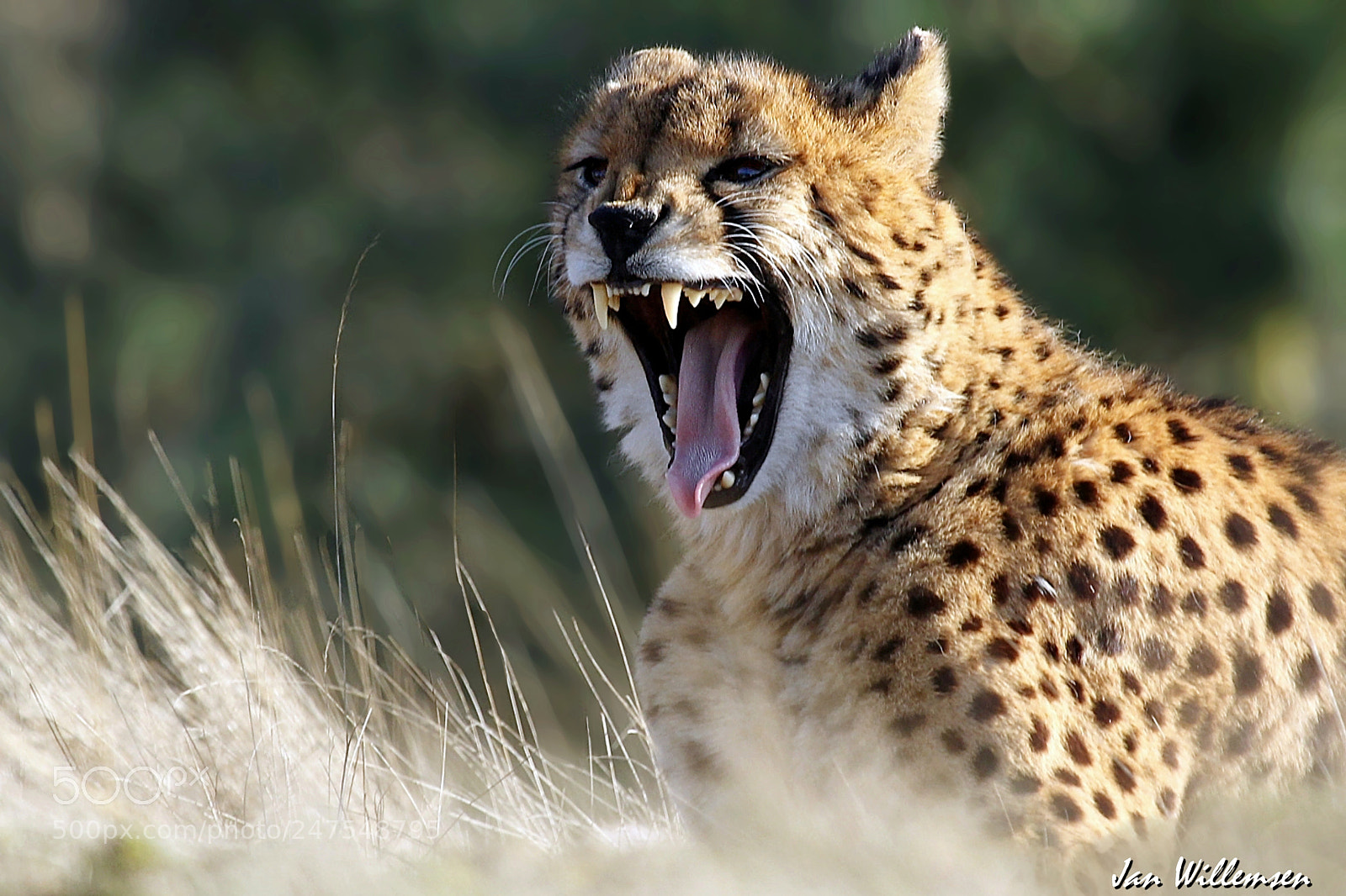 Canon EOS-1D Mark IV sample photo. Cheetah photography