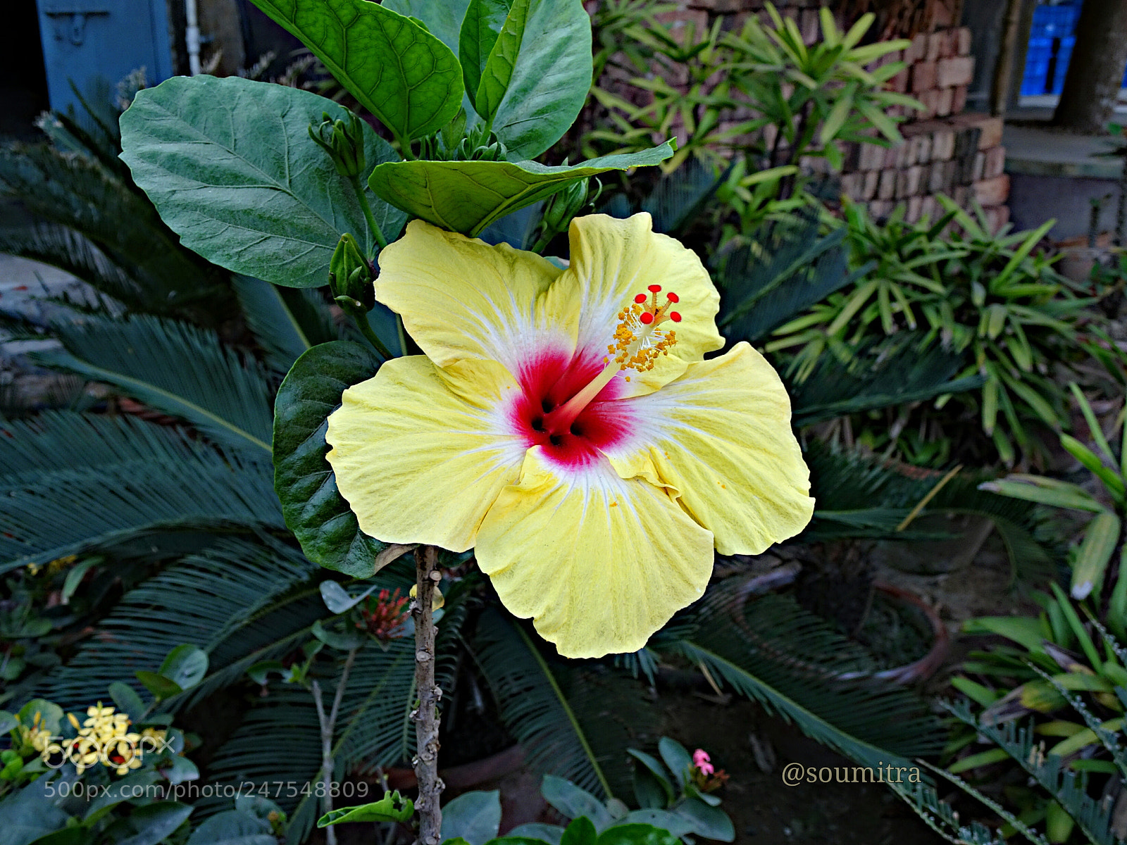 Sony Cyber-shot DSC-HX90V sample photo. Yellow hibiscus photography