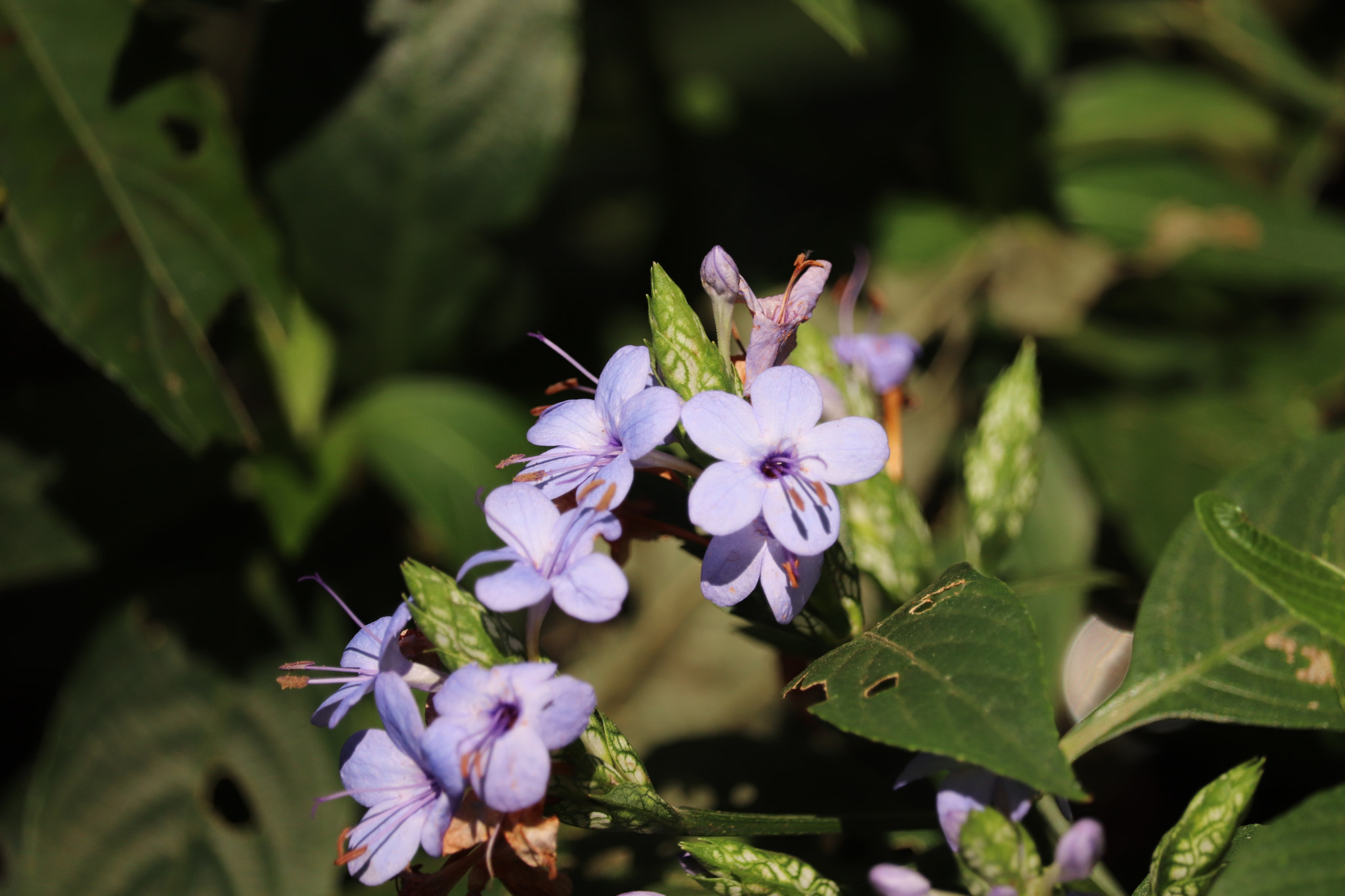 Canon EF-S 55-250mm F4-5.6 IS STM sample photo