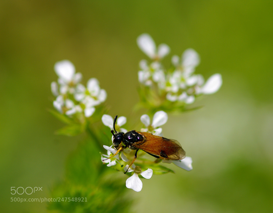 Pentax K20D sample photo. Insect photography