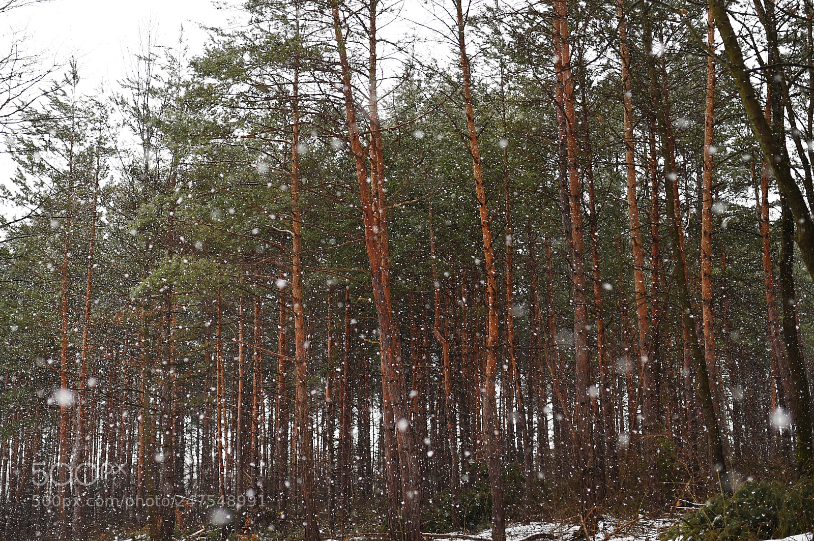 Nikon D4S sample photo. Coniferous trees in winter. photography