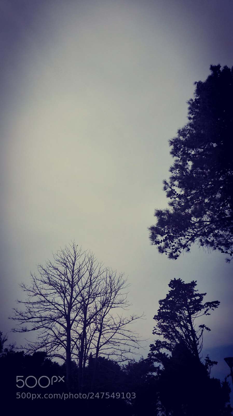 HUAWEI P8 Lite sample photo. Ess photography