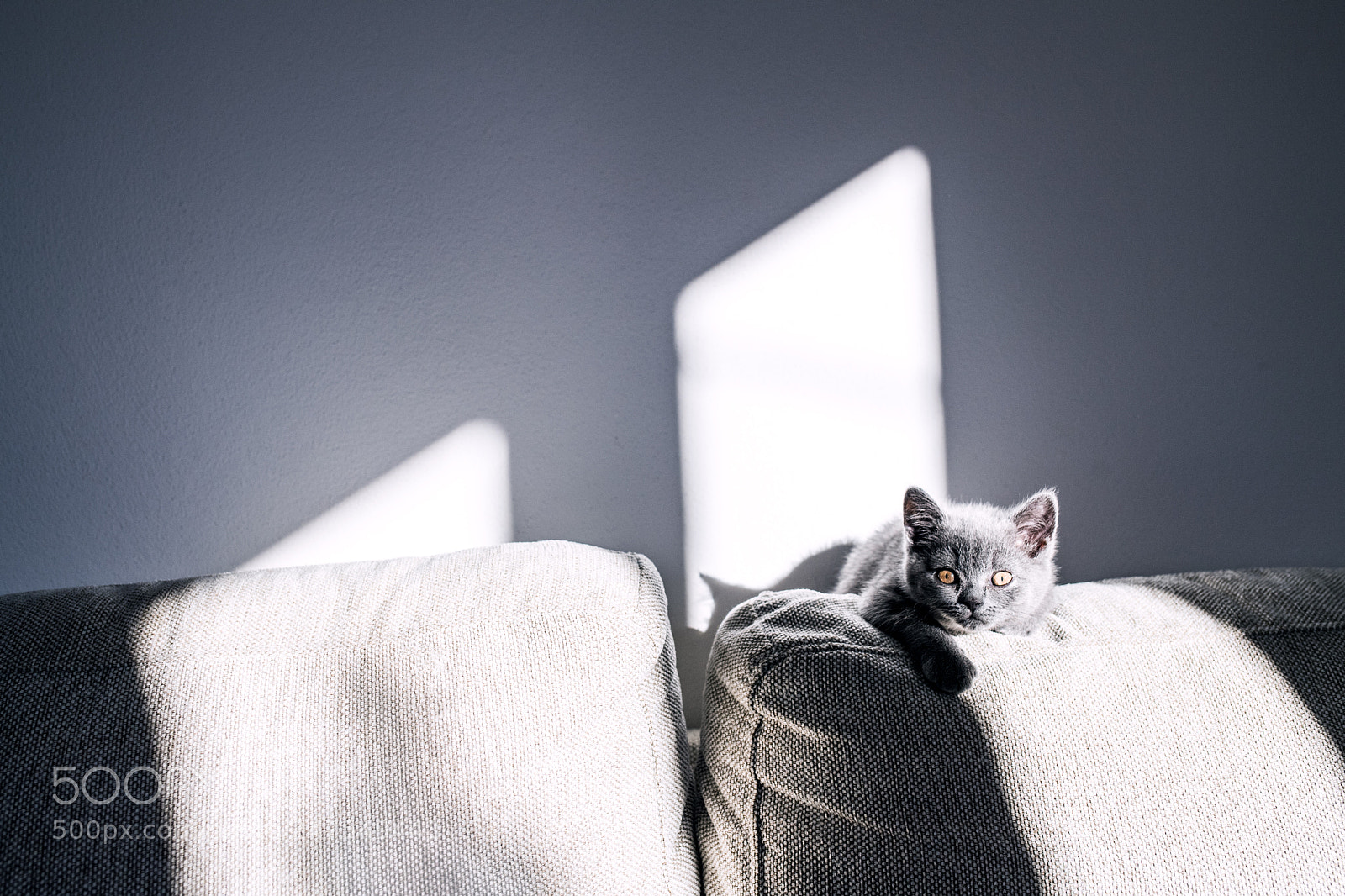Nikon D5 sample photo. A small kitten sitting photography
