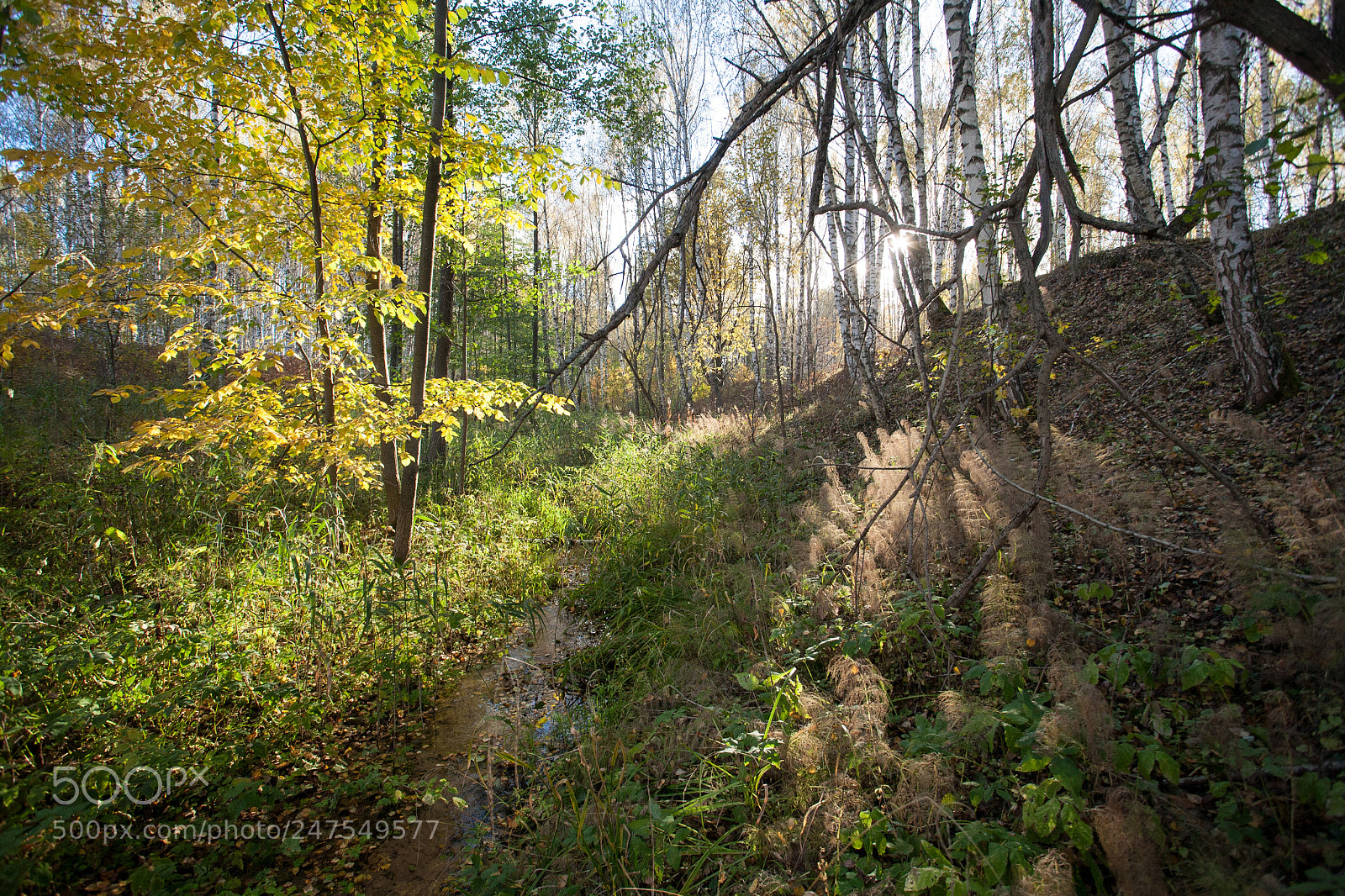 Canon EOS 5D sample photo. Forest_arma photography