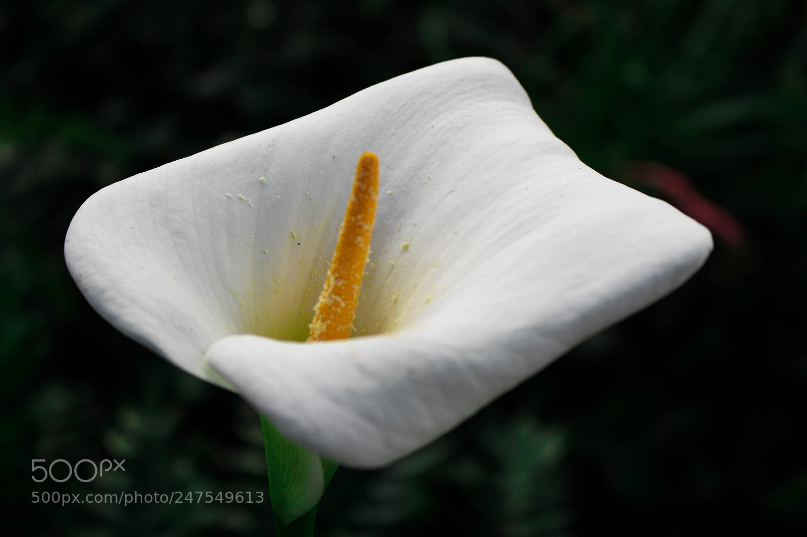 Canon EOS 700D (EOS Rebel T5i / EOS Kiss X7i) sample photo. Untitled photography