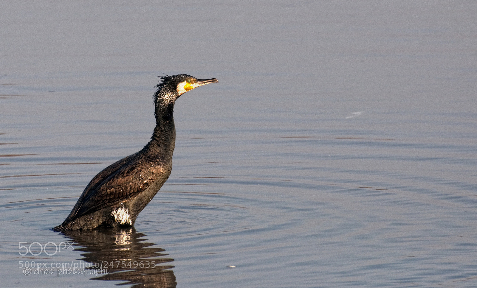 Nikon D90 sample photo. Cormorant photography