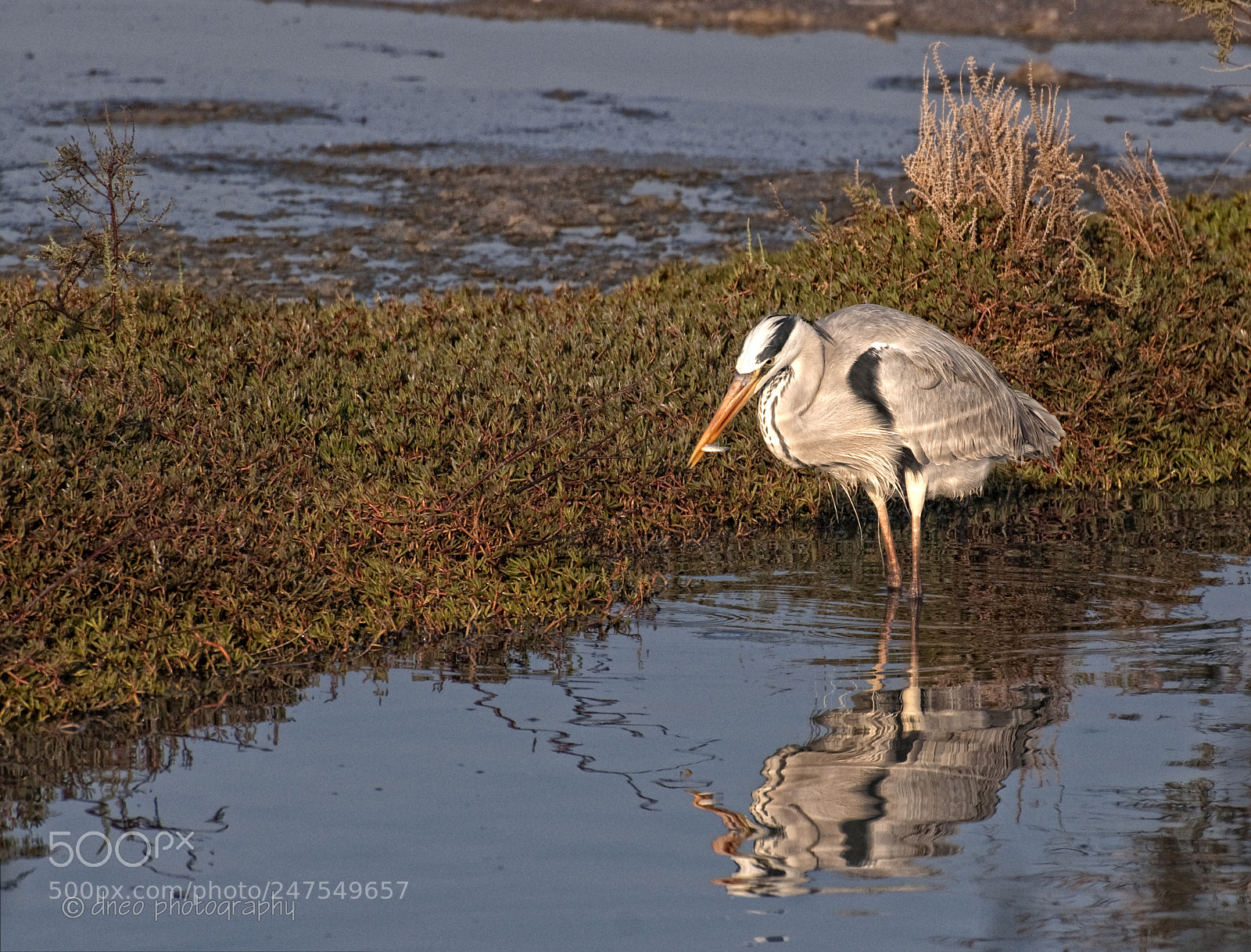 Nikon D90 sample photo. Heron photography