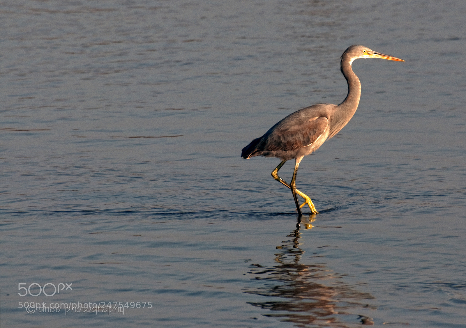 Nikon D90 sample photo. Heron photography