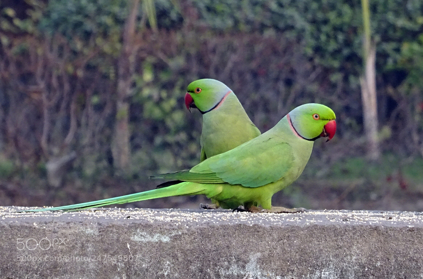 Sony DSC-HX60V sample photo. Beautiful parrot couple photography