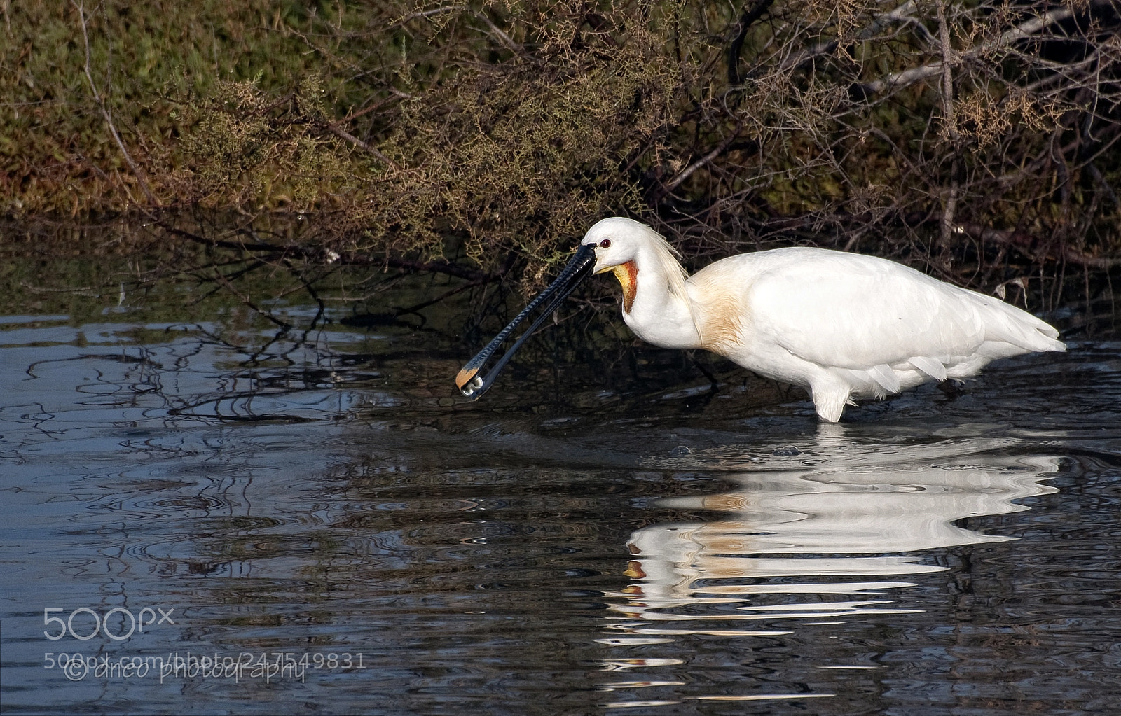 Nikon D90 sample photo. Spoonbill photography