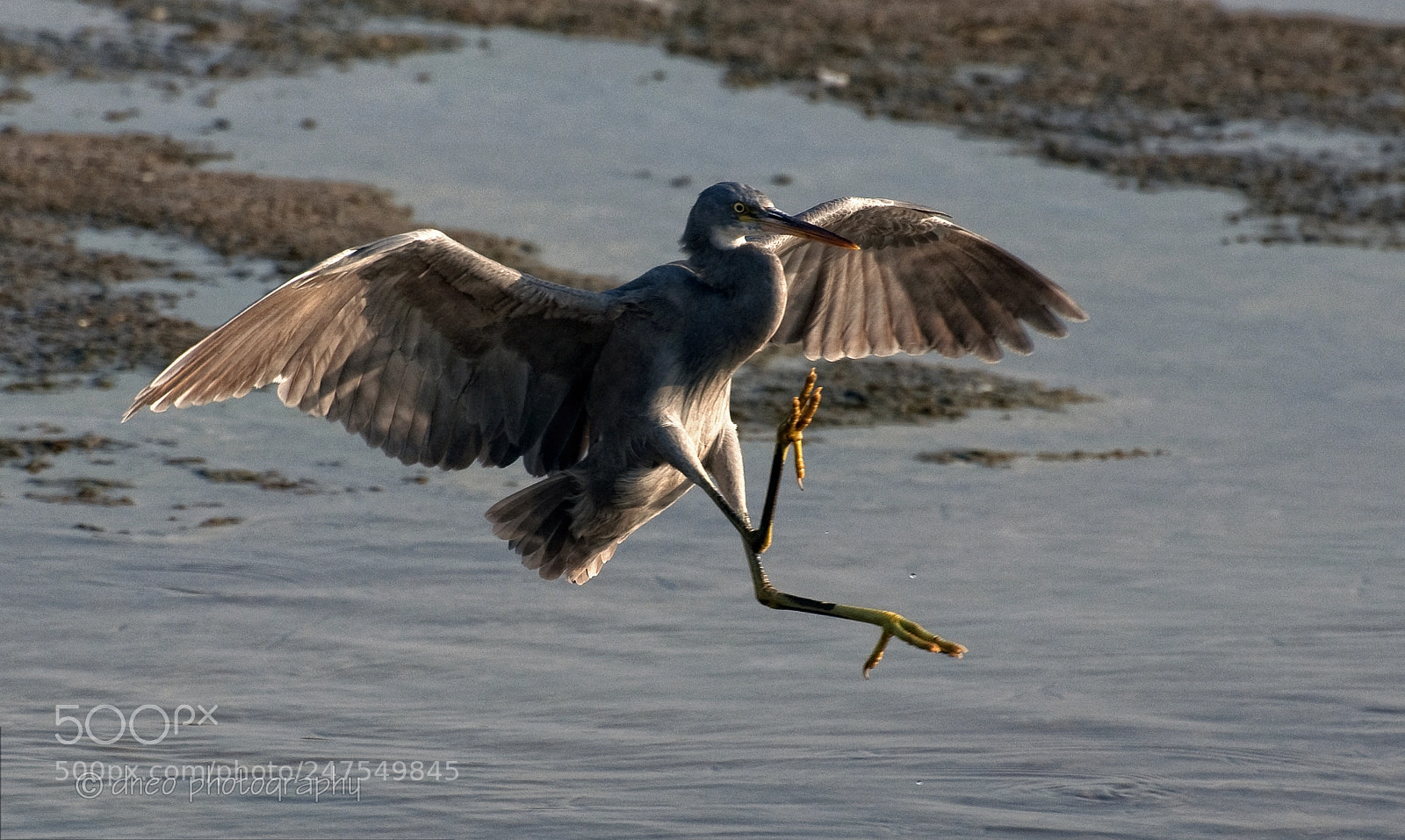 Nikon D90 sample photo. Heron photography