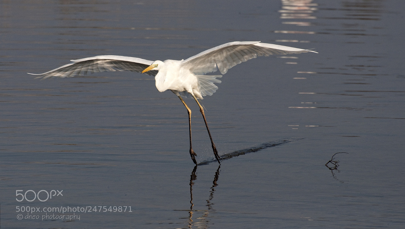 Nikon D90 sample photo. Egret photography
