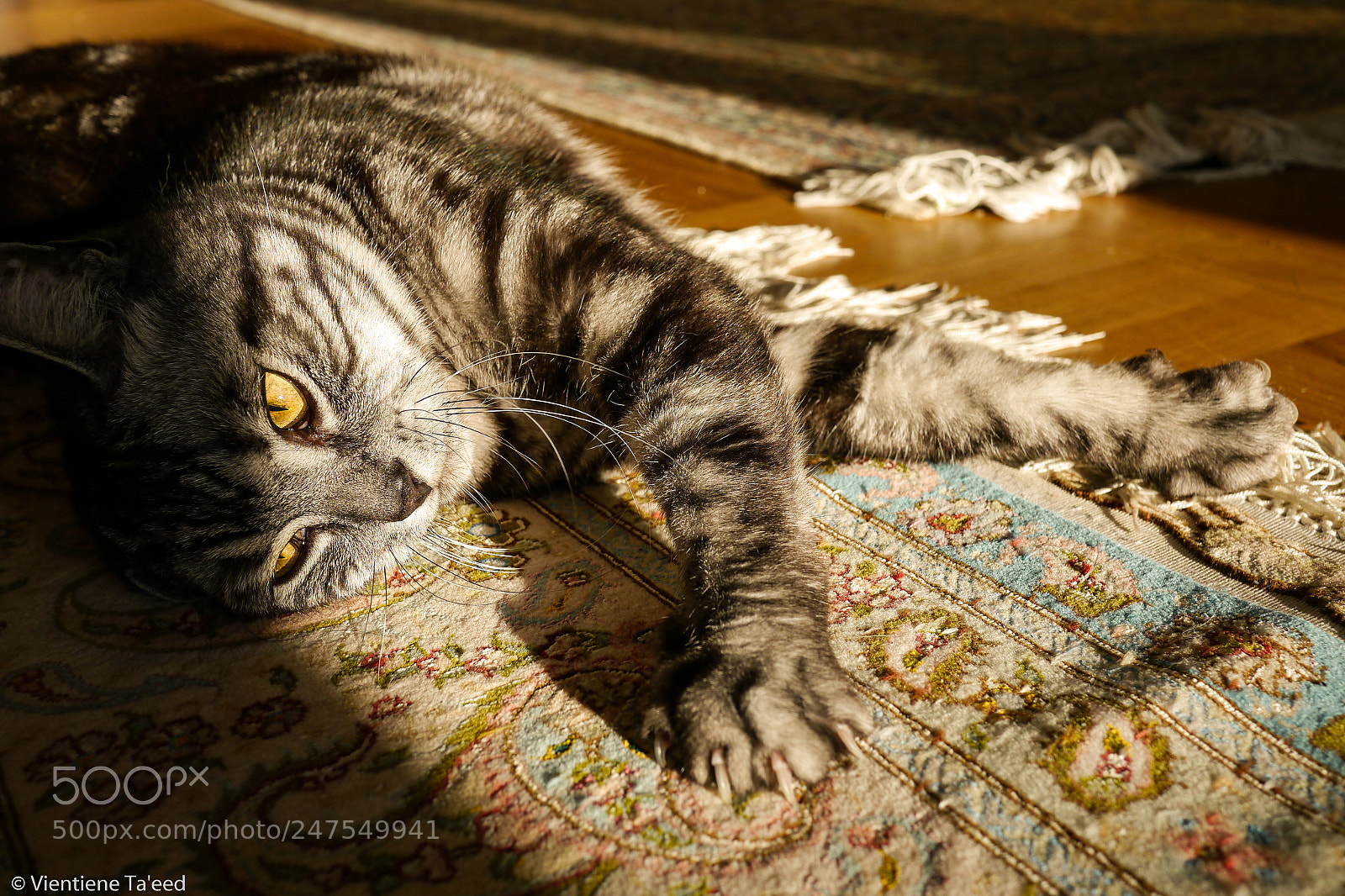 Panasonic Lumix DMC-G5 sample photo. Amber kitty photography
