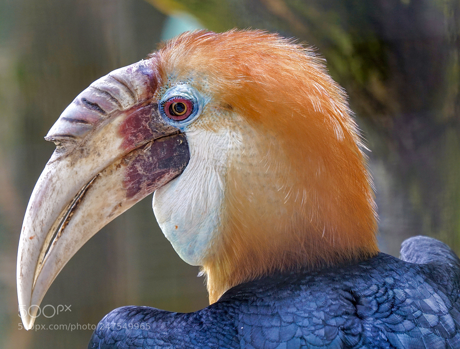 Sony a7R II sample photo. Rangkong bird photography