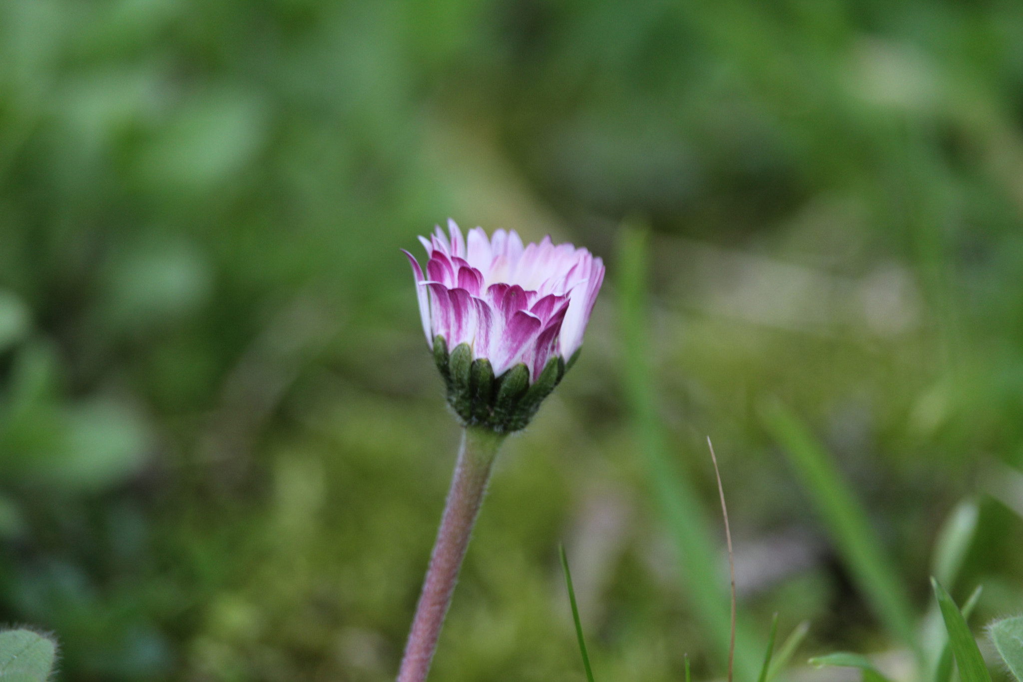 Canon EF-S 55-250mm F4-5.6 IS STM sample photo. Primavera photography