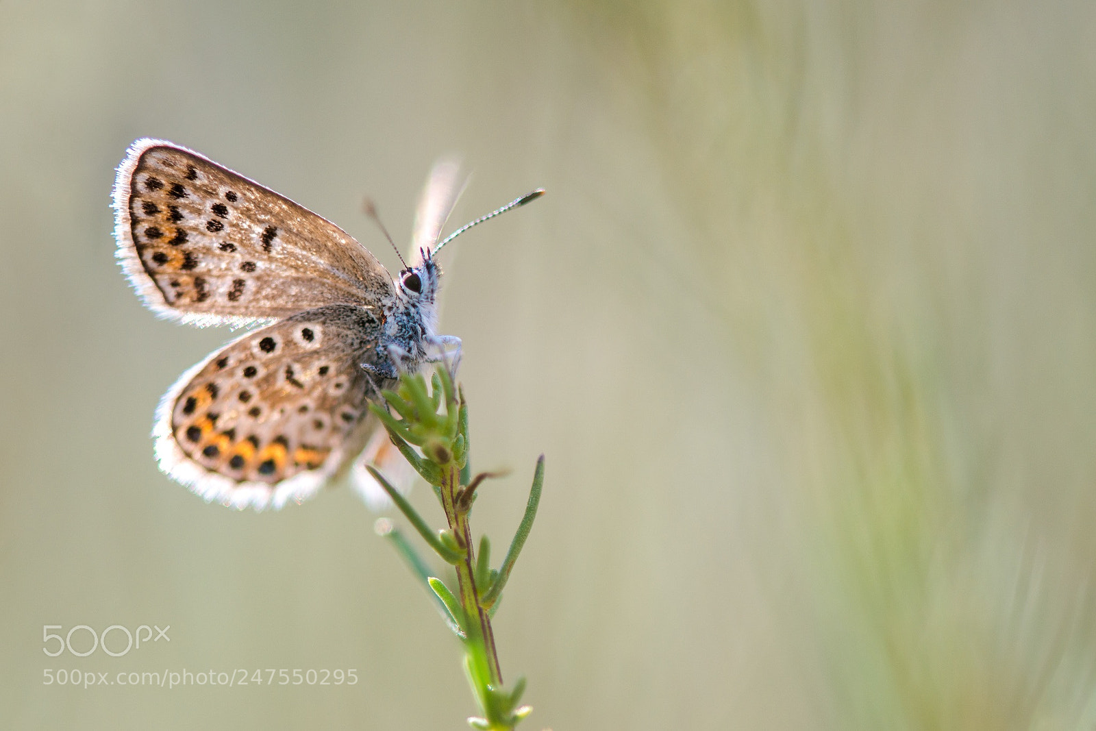 Nikon D800E sample photo. Deploy (polyommatus icarus) photography