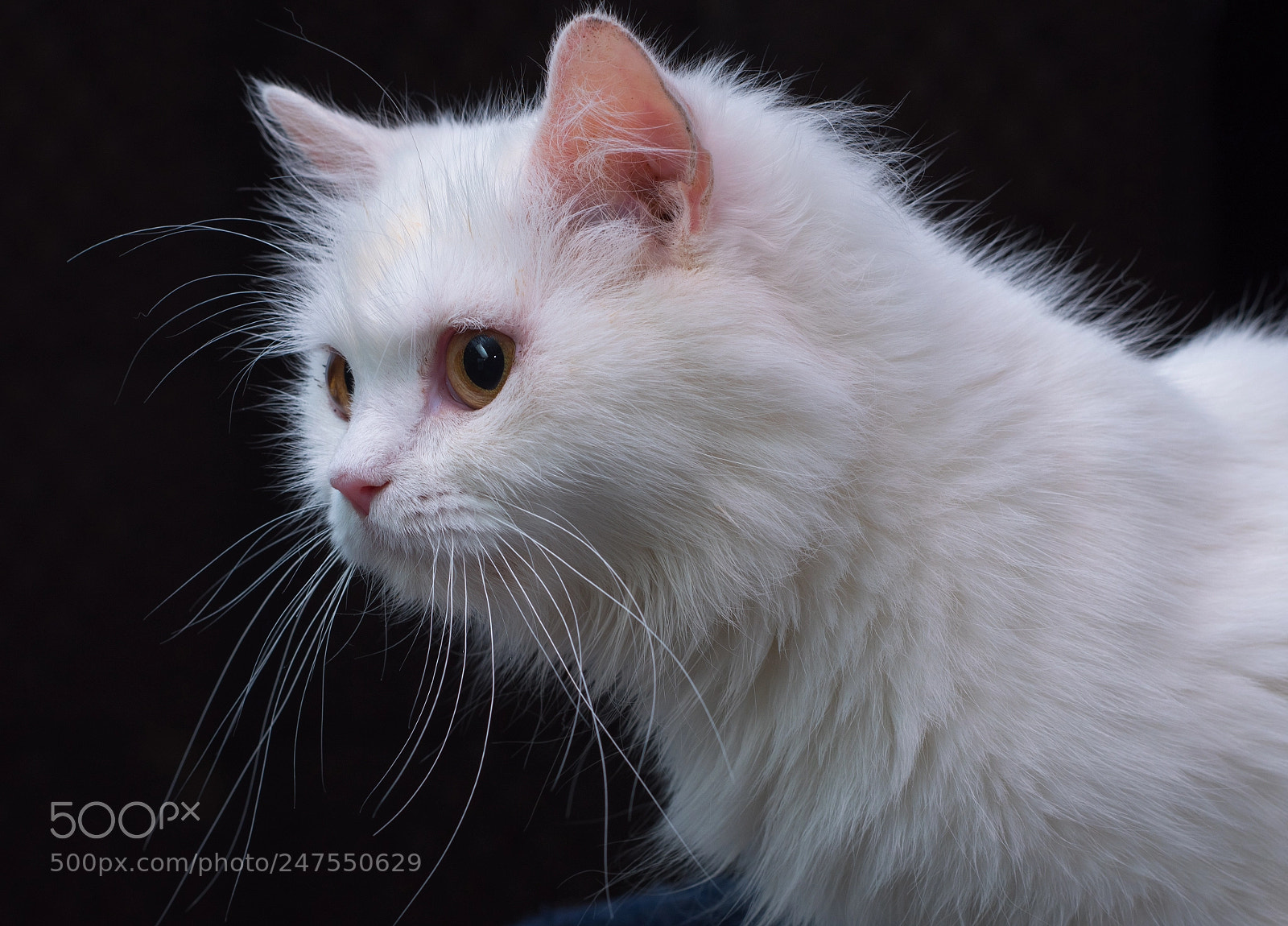 Nikon D810 sample photo. White cat photography