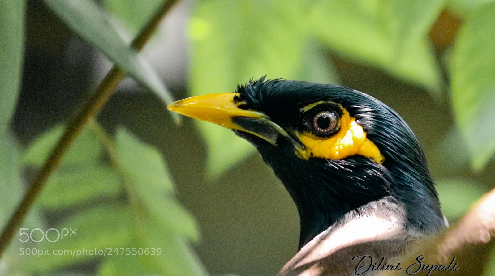 Canon EOS 80D sample photo. The common myna photography
